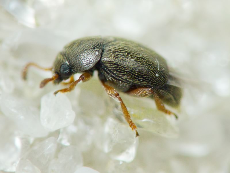 Kateretidae Erichson, 1846